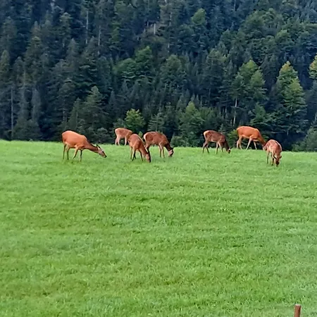 Bergfee Nesselwängle